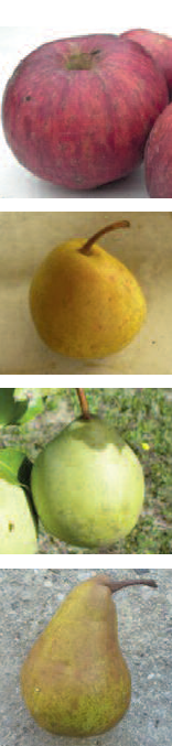 fruits © Pépin’Hier fruits © Pépin’Hier