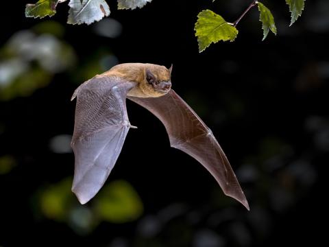 chauve-souris © Adobestock