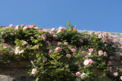 Jardin des senteurs © Alex Nollet 