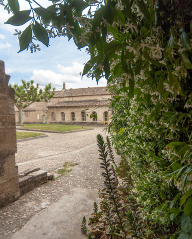 Végétation dans le cloître Saint-Jean © Alex Nollet/La Chartreuse