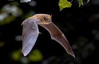 chauve-souris © Adobestock chauve-souris © Adobestock