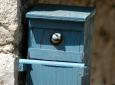 mésange bleue © Pierre Michel