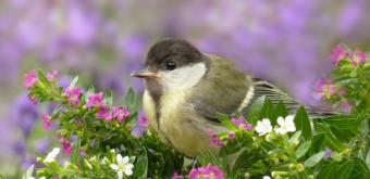 visuel mésange © DR