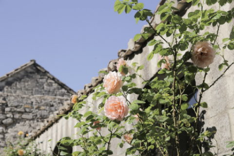 Jardin de la bugade © Alex Nollet